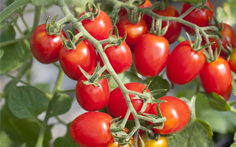 Die Tomate - Aroma, Schönheit und Genuss in eins