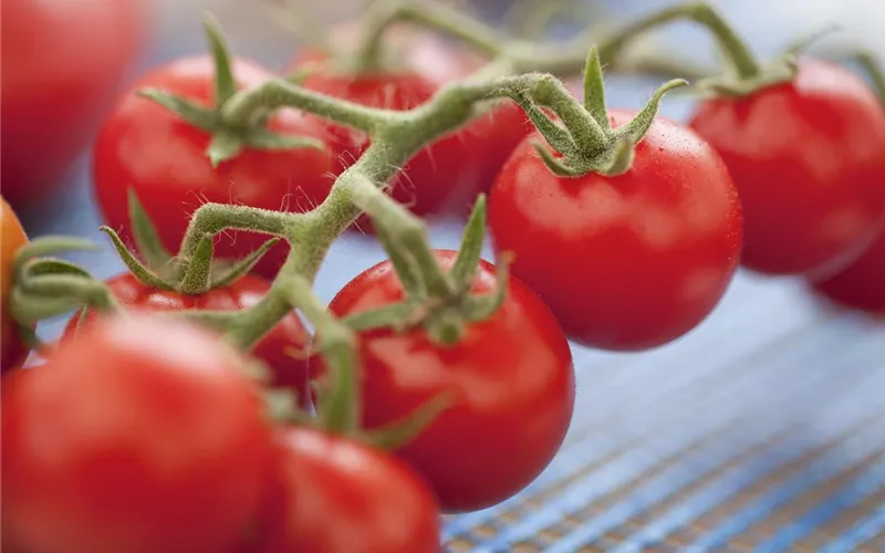 Die Tomate - Aroma, Schönheit und Genuss in eins