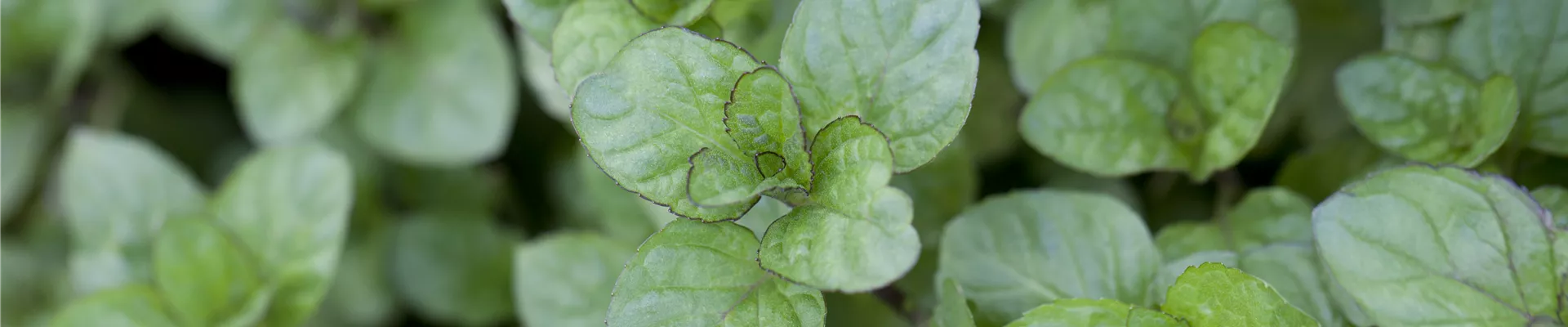 Mentha x piperita 'Orange'