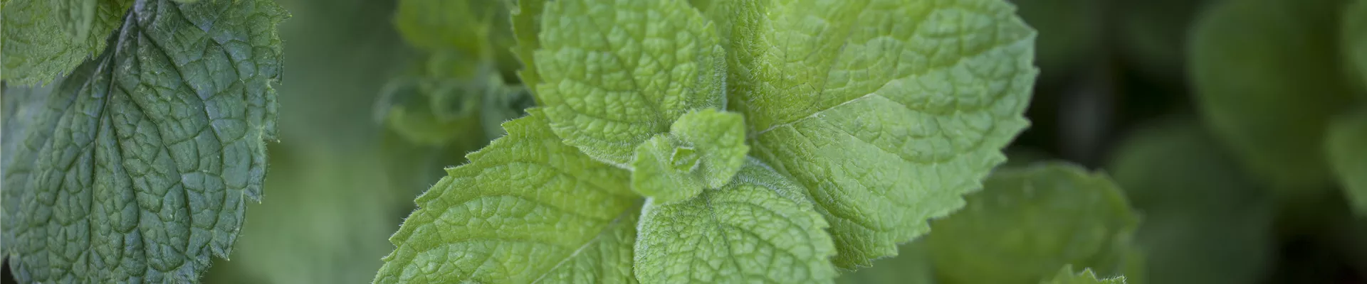 Mentha suaveolens 'Apple Mint'