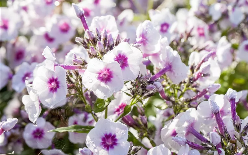 Flammenblumen lassen Ihren Garten in Farben baden