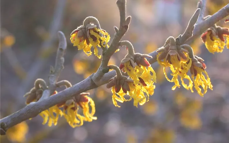 Die Sonne geht auf – Blumenbeet in Gelb und Orange