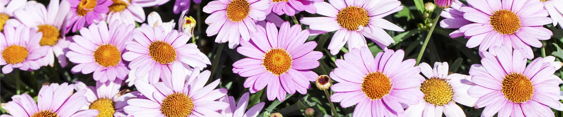 Argyranthemum frutescens, rosa