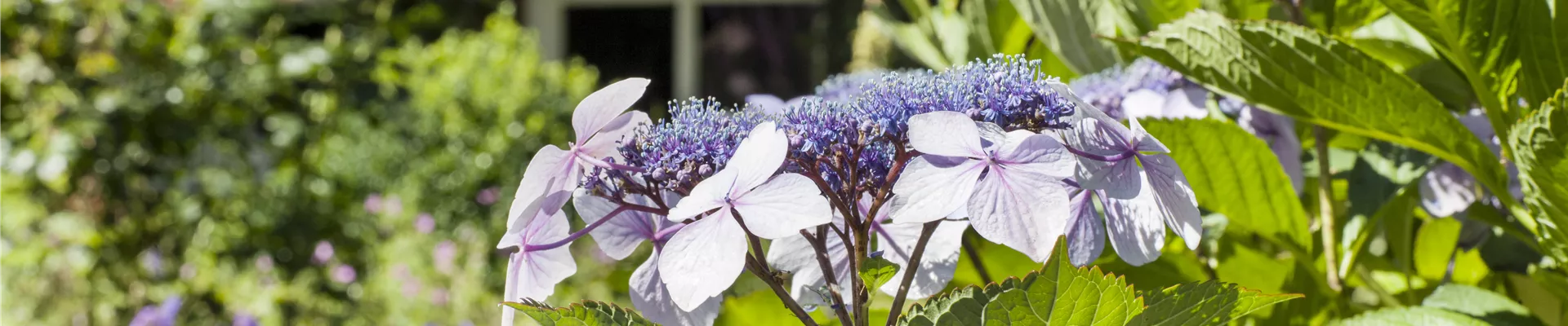 Hydrangea serrata