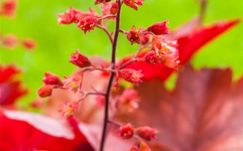 Pflanzpartner für Hortensien – Ideen für den Garten