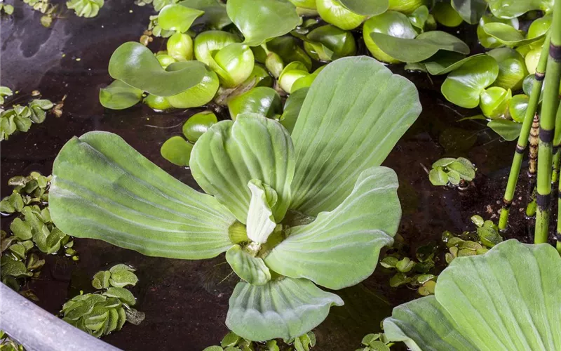 Der Mini-Teich – kleiner Teich ganz groß