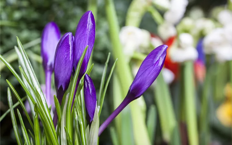 Sommerurlaub für Blumenzwiebeln und Knollen