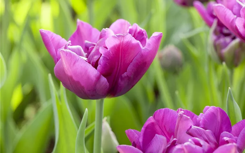 Sommerurlaub für Blumenzwiebeln und Knollen