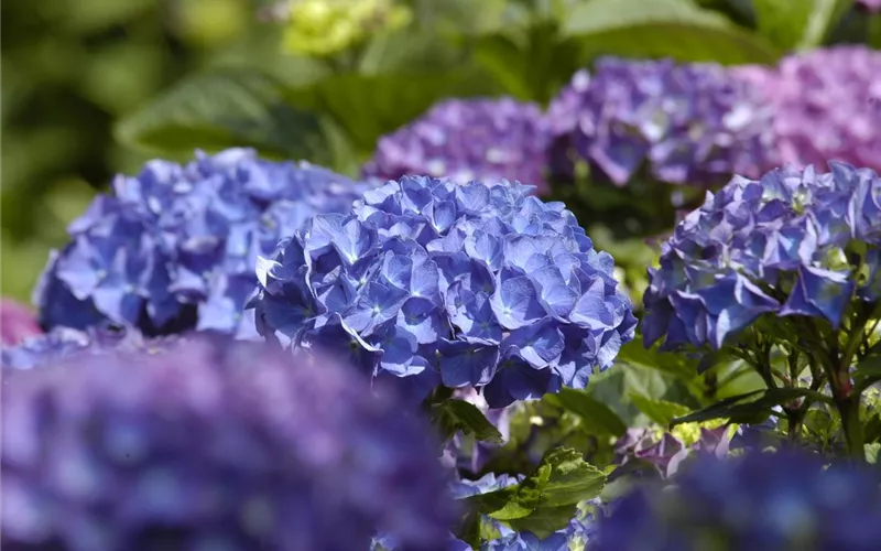 Die Hortensie im Garten – durstige Schönheit mit Charakter