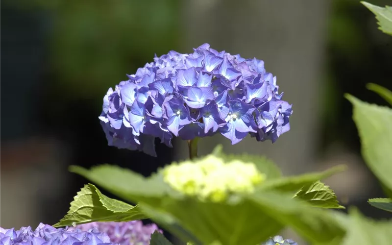 Die Hortensie im Garten – durstige Schönheit mit Charakter