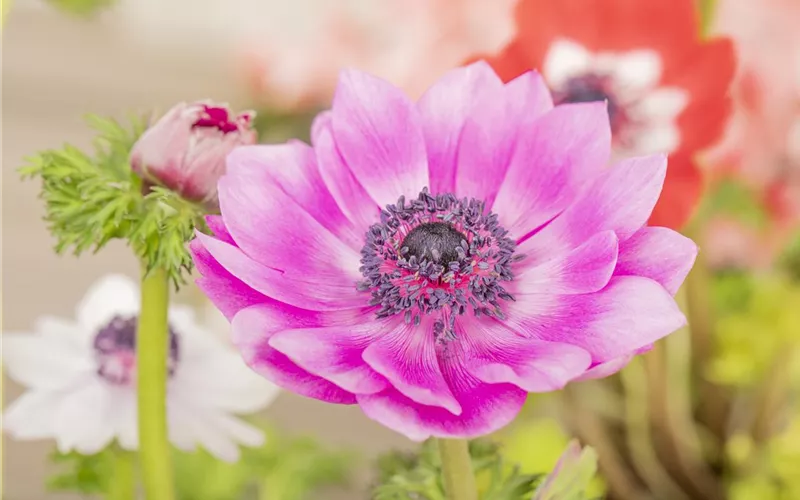 Anemonen im Topf bringen Farbenfreude auf den Balkon