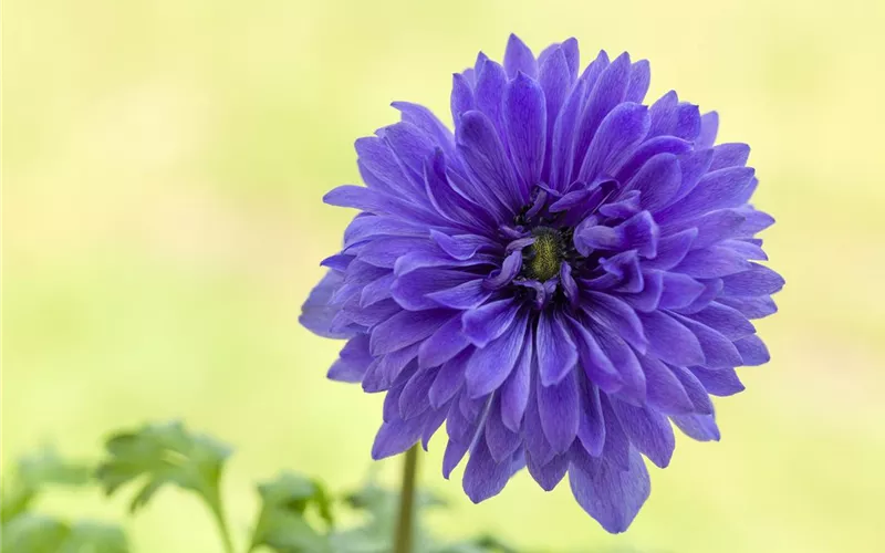 Anemonen im Topf bringen Farbenfreude auf den Balkon