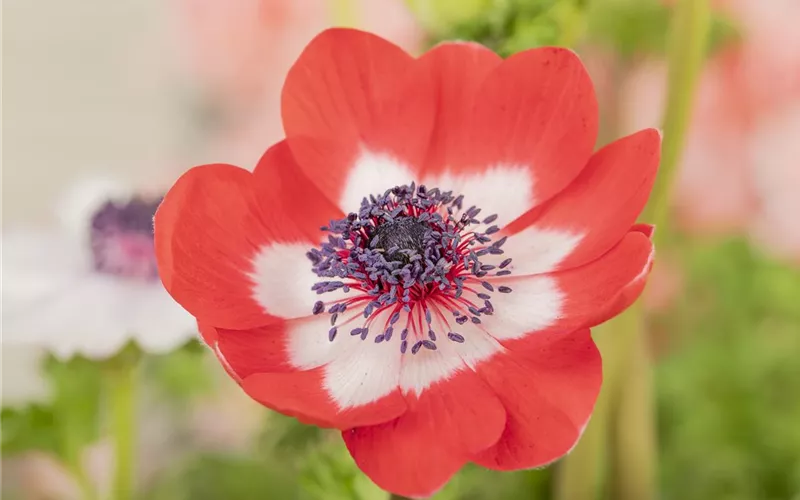 Anemonen im Topf bringen Farbenfreude auf den Balkon