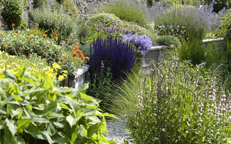 Das Staudenbeet – ein Blütenmeer im Garten