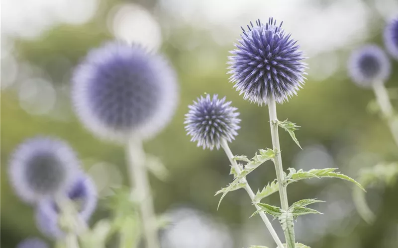 Das Staudenbeet – ein Blütenmeer im Garten