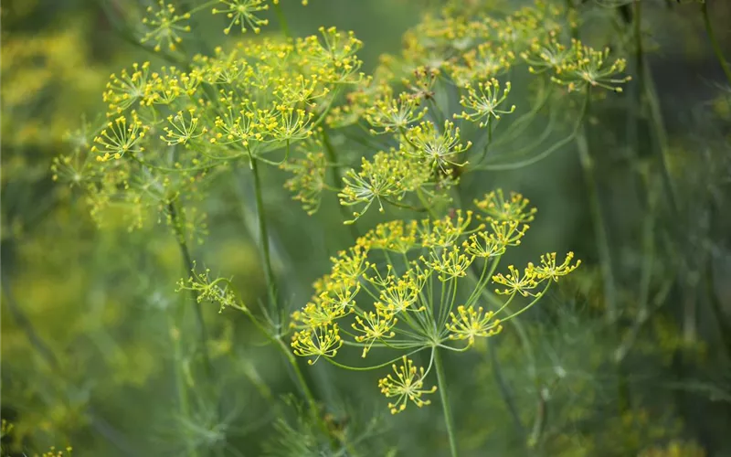 Kräuter im Garten