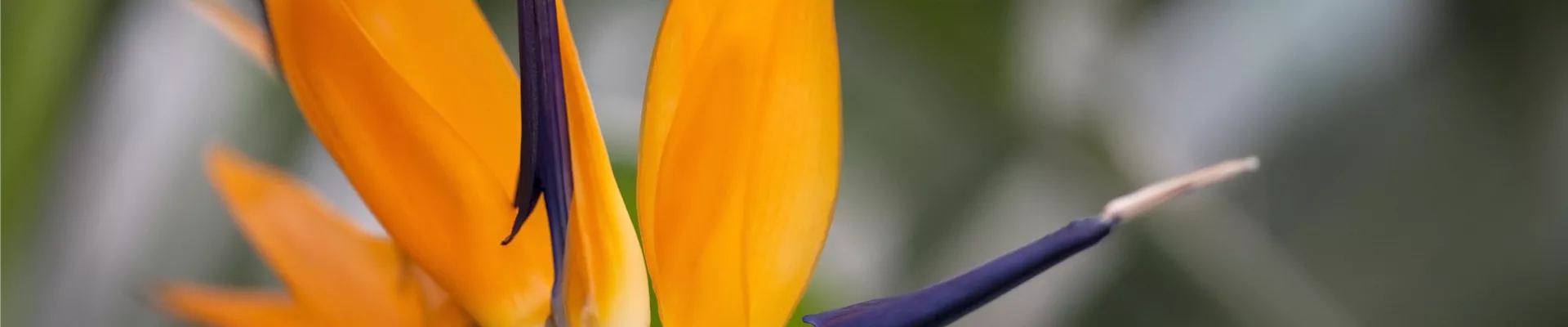 Strelitzia reginae