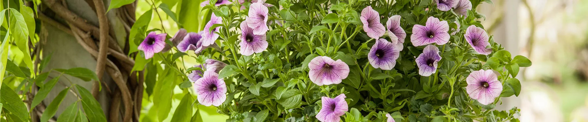 Petunia, zweifarbig