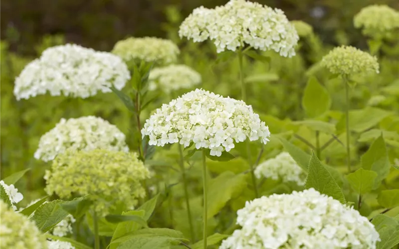 Hortensienarten und ihre wundervollen Eigenschaften