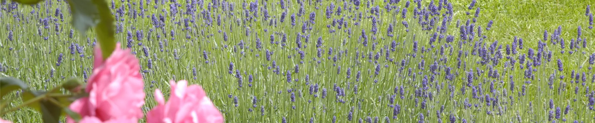 Lavandula