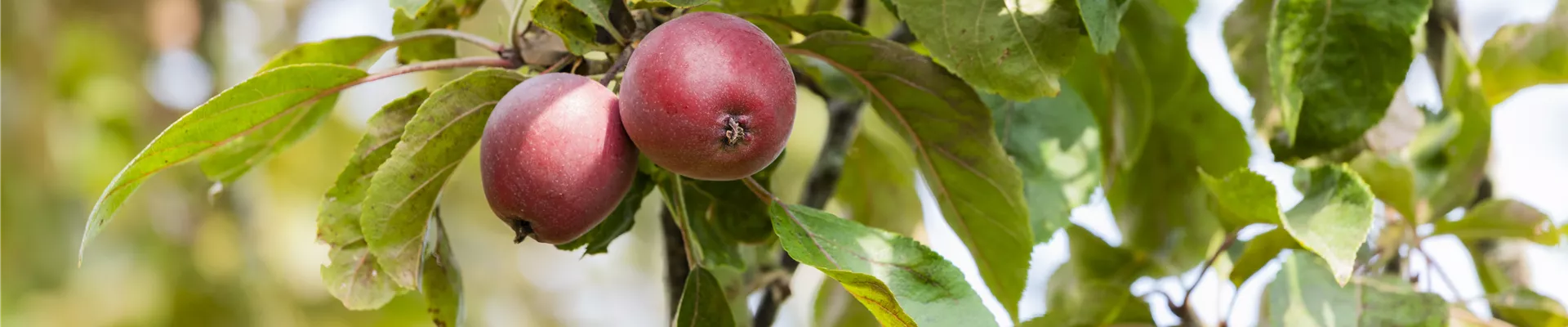 Malus domestica