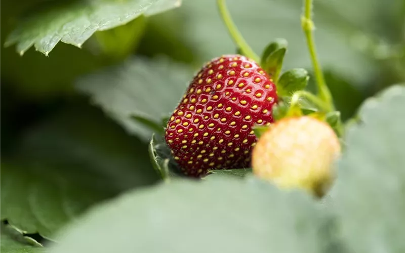 Erdbeeren – rot, rund und richtig lecker!