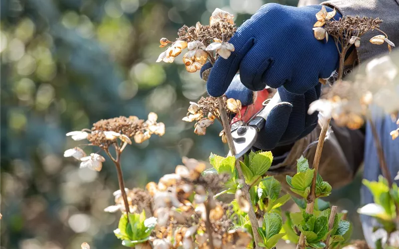 Alte Blütenstände machen Platz für neue Blüten