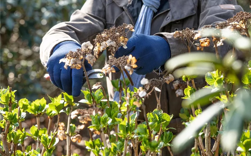 Alte Blütenstände machen Platz für neue Blüten