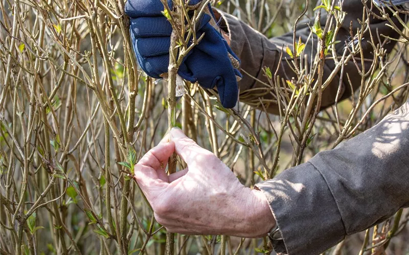 Alte Blütenstände machen Platz für neue Blüten