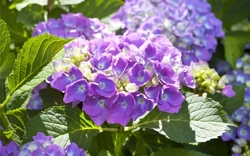 Der schöne Garten-Klassiker – die Hortensie