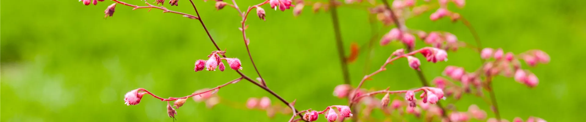 Heuchera