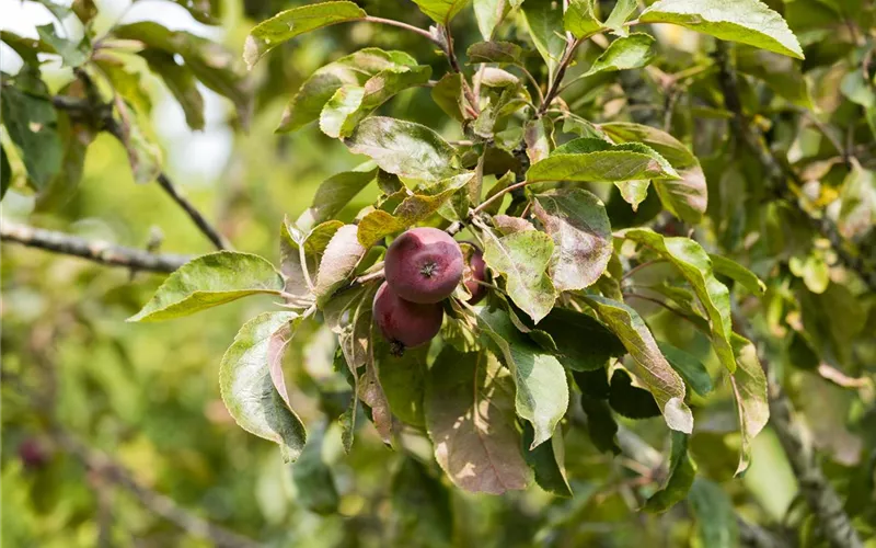 Obstbäume brauchen Sommerschnitt für die optimale Ernte