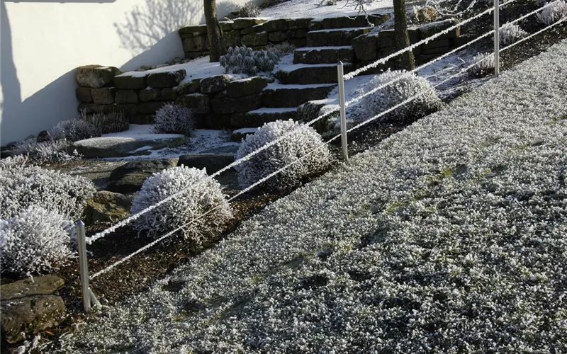 Die Blumentreppe – Blüten wollen hoch hinaus