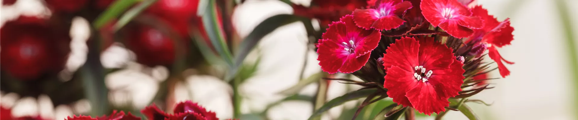 Dianthus barbatus, rot