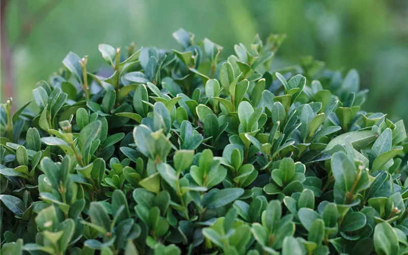 Die Blumentreppe – Blüten wollen hoch hinaus