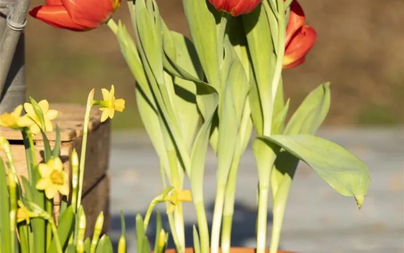 Blumenzwiebeln – einpflanzen in ein Gefäß