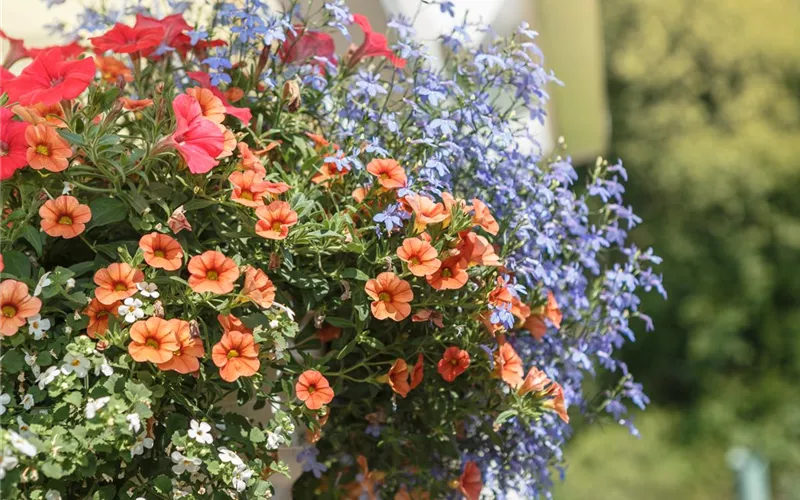 Mit einjährigen Pflanzen den Garten bunter machen