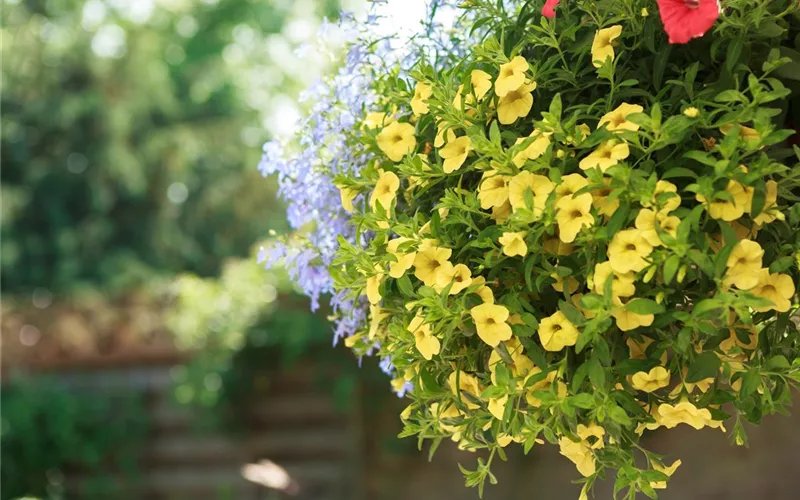 Urban Gardening – Blumenampel aus Konservendosen