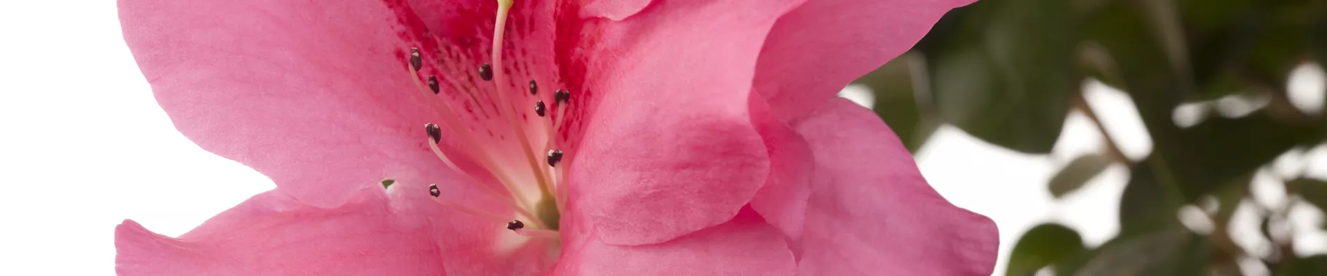 Rhododendron simsii, rosa