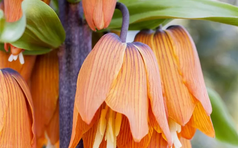 Winterschutz für Blumenzwiebeln: Lagern und überwintern