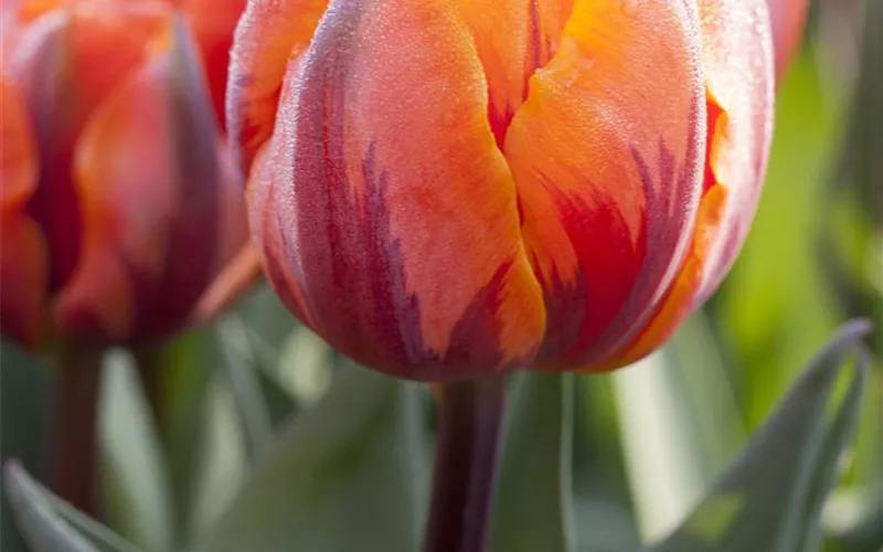 Das richtige Blumenbeet für den eigenen Garten