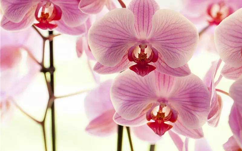 Orchideen für Anfänger und Profis