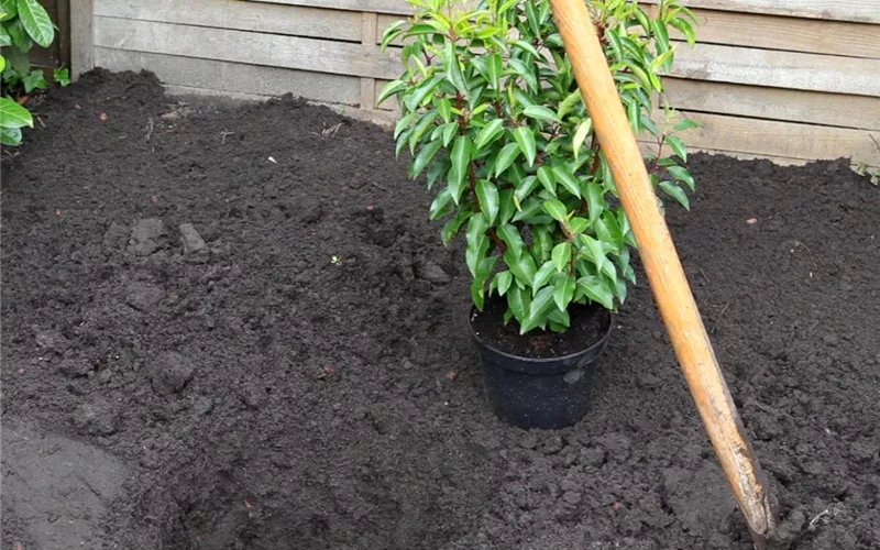 Portugiesische Kirschlorbeer - Einpflanzen im Garten