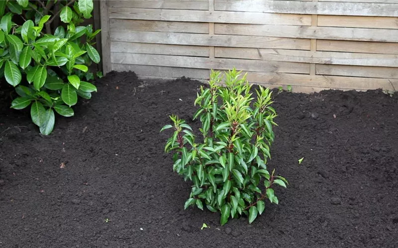 Portugiesische Kirschlorbeer - Einpflanzen im Garten