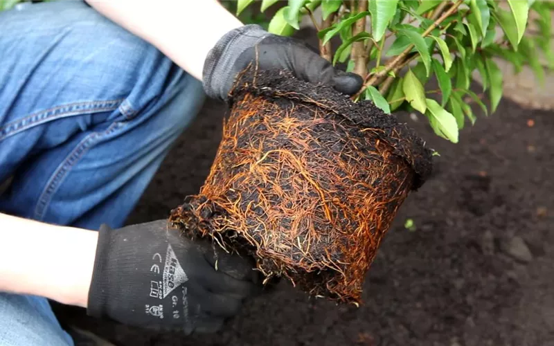 Portugiesische Kirschlorbeer - Einpflanzen im Garten