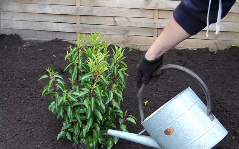 Portugiesische Kirschlorbeer - Einpflanzen im Garten