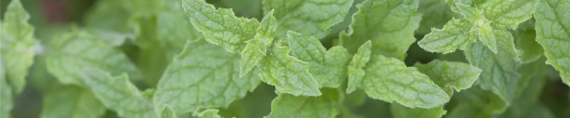 Mentha 'Erdbeere'