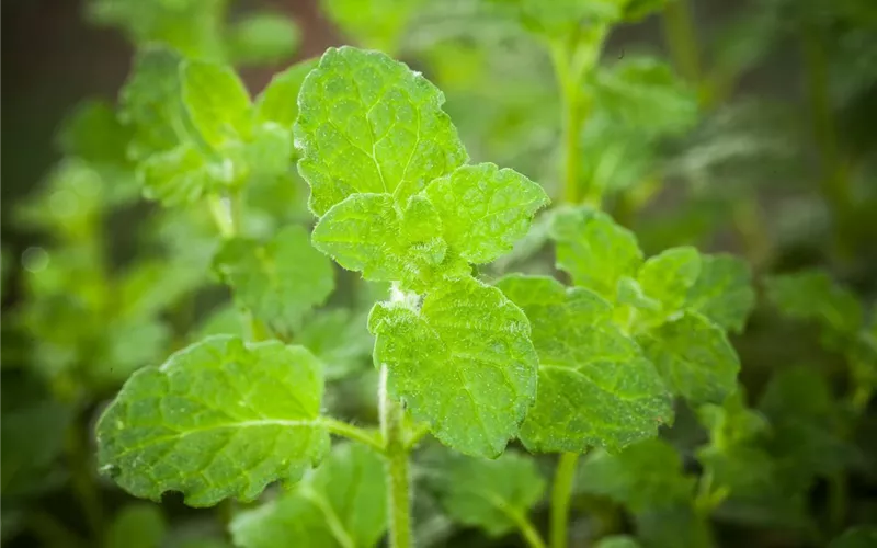 Die Erdbeer-Minze: zarte Pflanze, viel Aroma