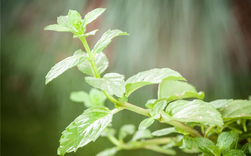 Die Erdbeer-Minze: zarte Pflanze, viel Aroma