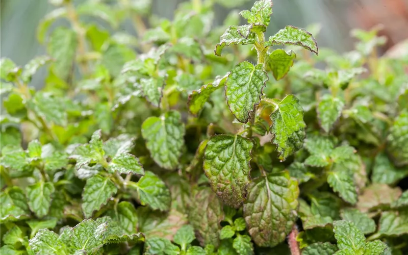 Die Erdbeer-Minze: zarte Pflanze, viel Aroma